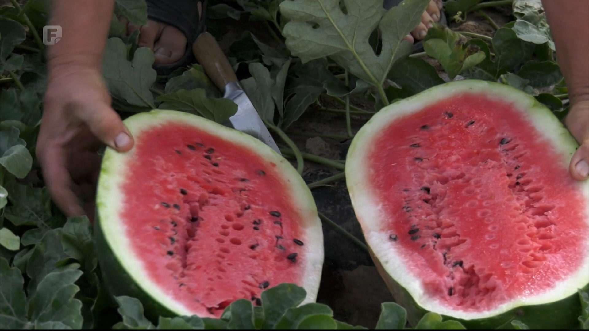 Najveća ubrana lubenica kod Krištića imala je 20 kilograma